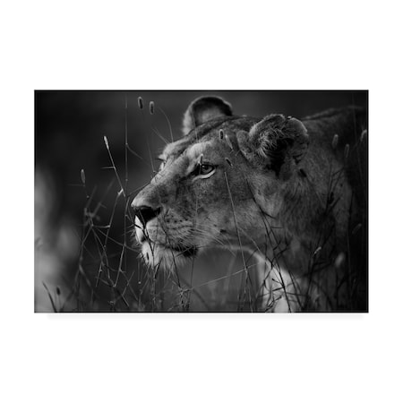 Simona Forte 'Lion Portrait' Canvas Art,12x19